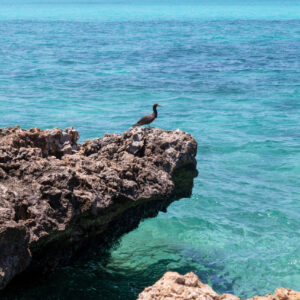 The Blue Lagoon Beauty of wildlife by Camille Massida Photography